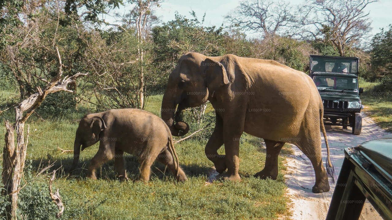 Yala National Park Safari från Galle