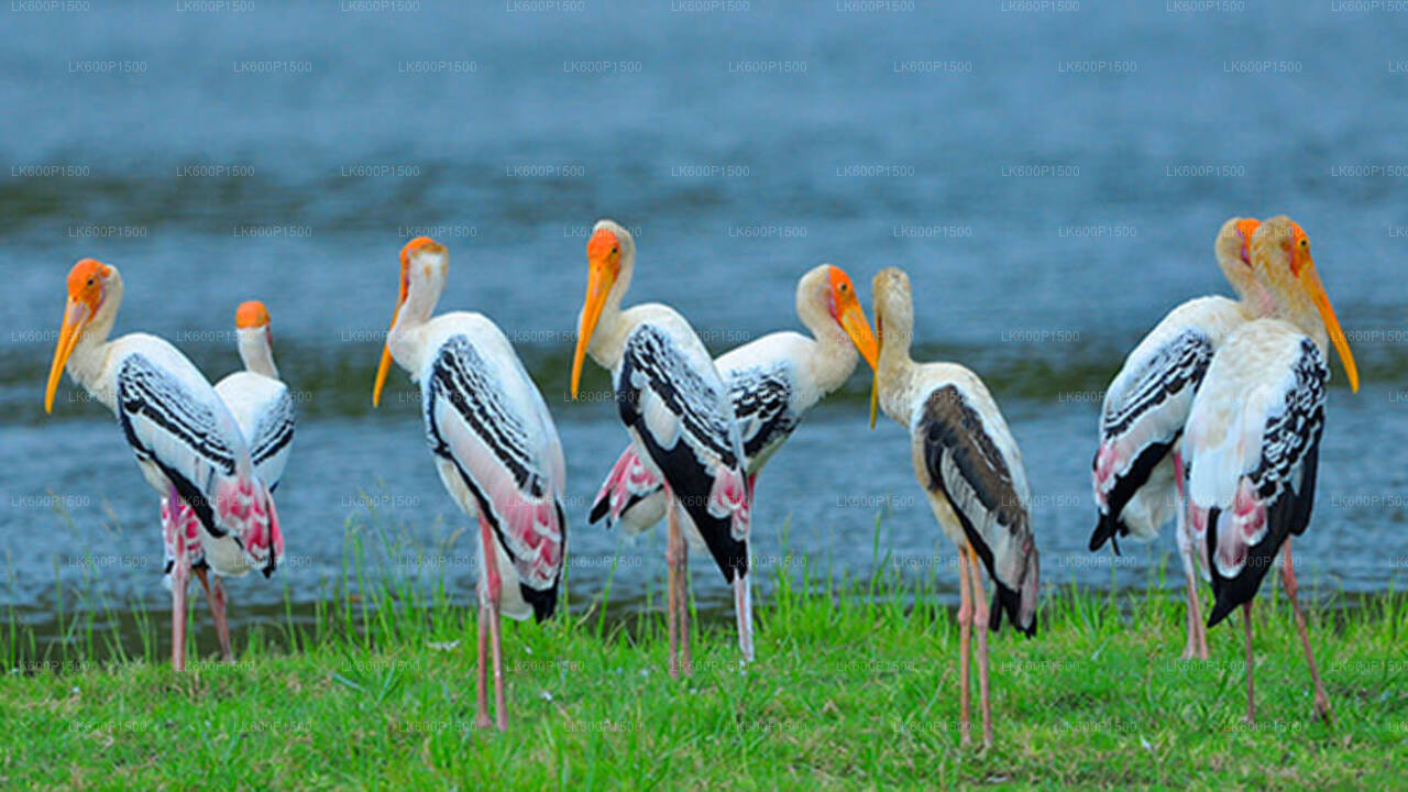 Bundala National Park Safari from Galle