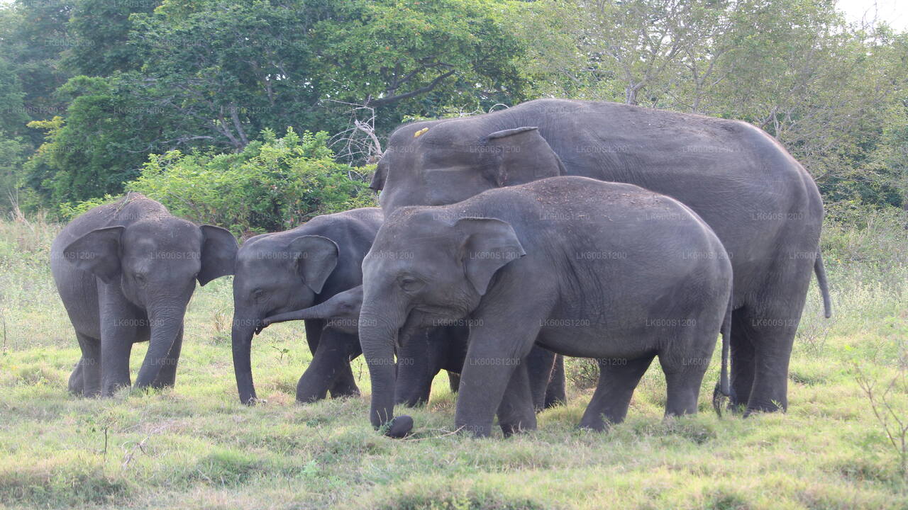 Sigiriya Rock och Wild Elephant Safari från Habarana