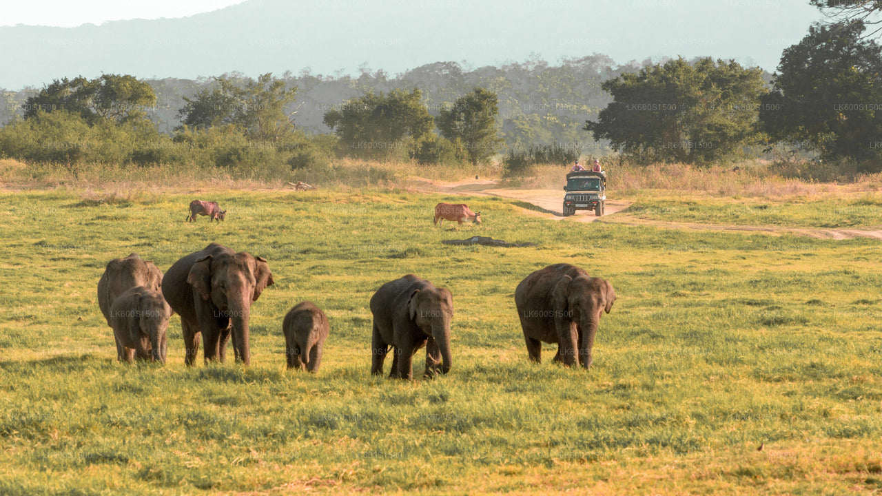 Polonnaruwa Ancient Kingdom och Wild Elephant Safari från Habarana