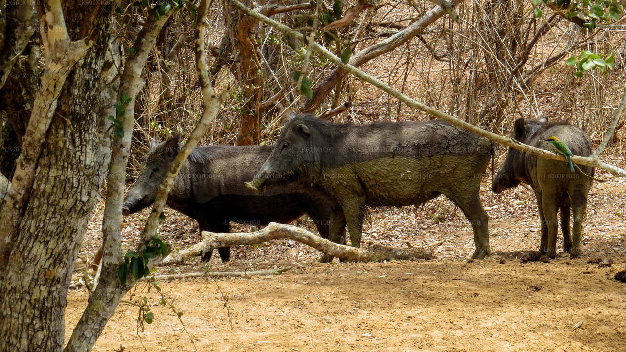 Yala National Park Safari från Hikkaduwa