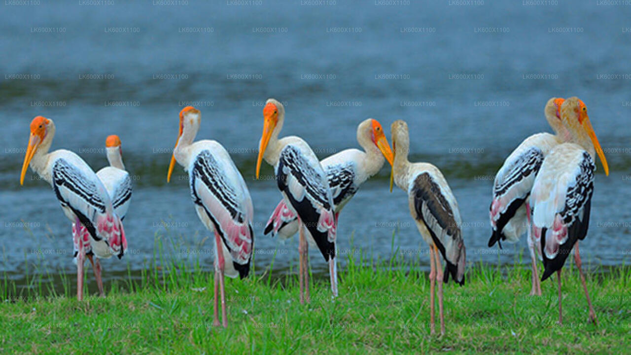 Bundala National Park Safari from Hikkaduwa