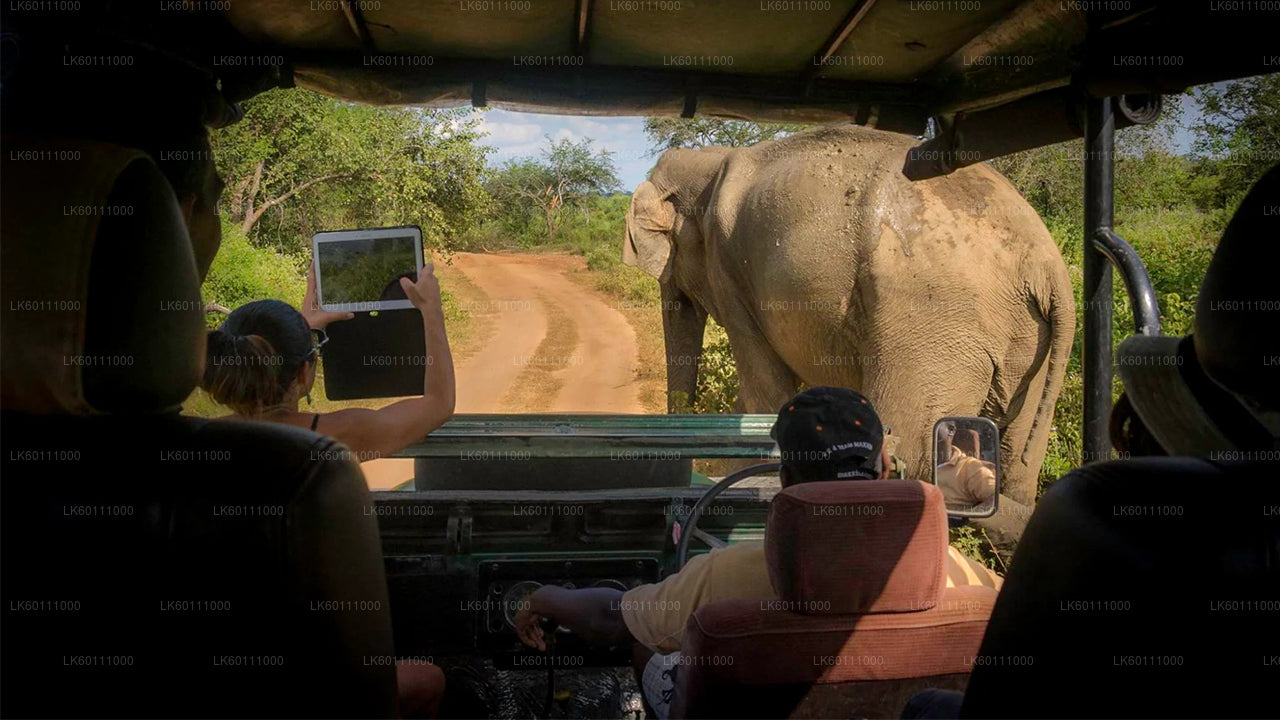 Yala National Park Safari från Hikkaduwa