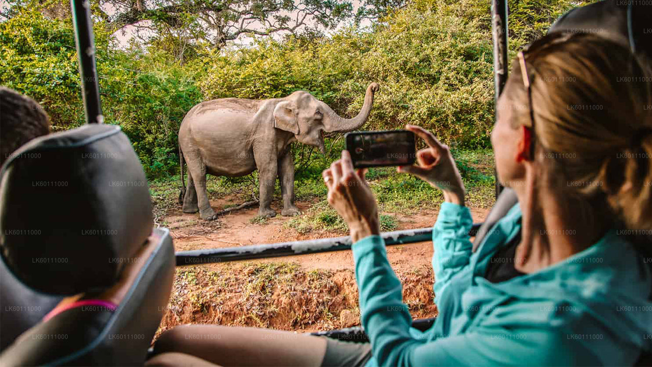 Yala National Park Safari från Hikkaduwa