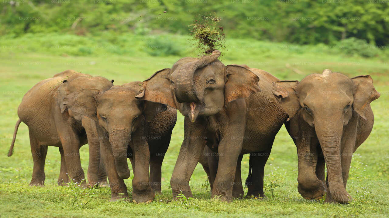 Udawalawe nationalpark Safari från Tangalle