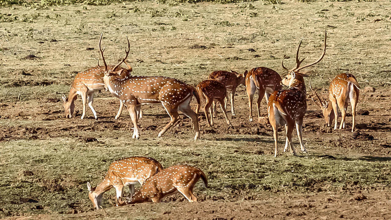 Udawalawe nationalpark Safari från Tangalle