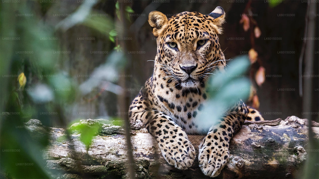 Yala National Park Safari från Tangalle