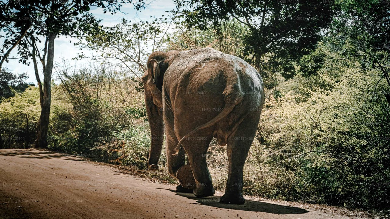 Sigiriya Rock och Wild Elephant Safari från Kandy