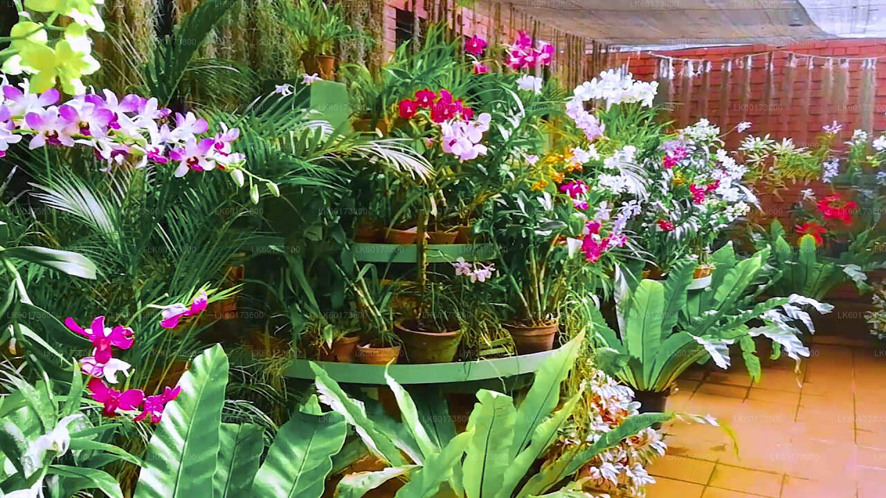 Royal Botanic Garden and Village Life Tour from Kandy