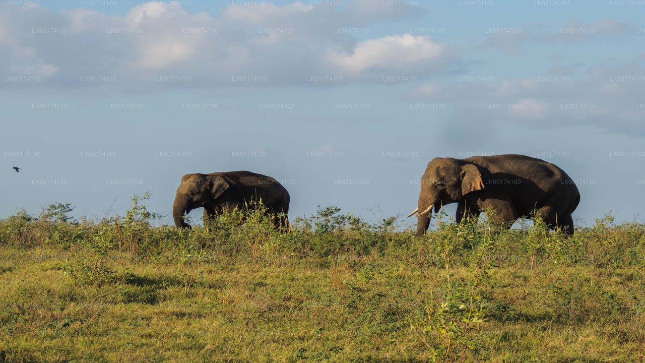 Kaudulla nationalpark Safari från Kandy