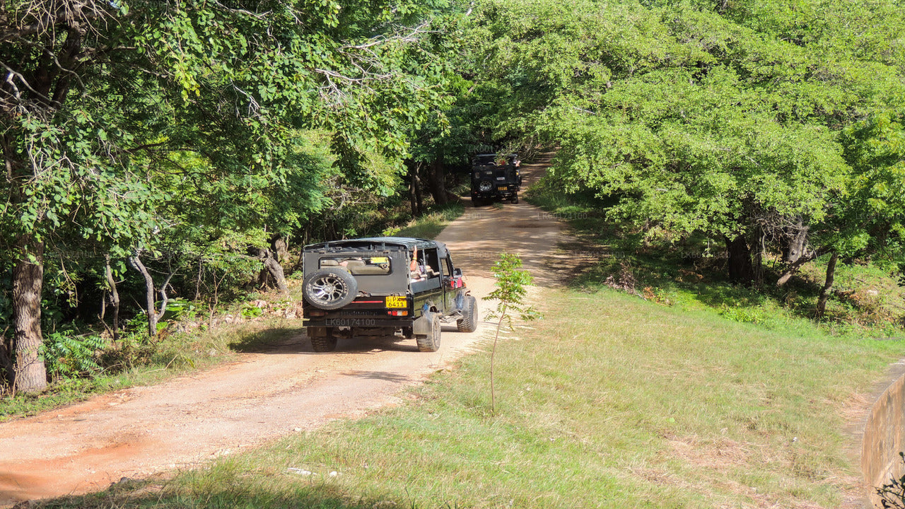 Kaudulla nationalpark Safari från Kandy