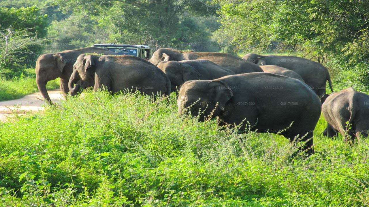 Wasgamuwa National Park Safari från Kandy