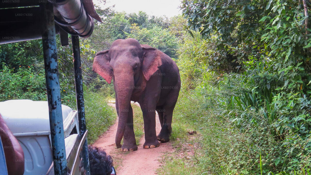 Wasgamuwa National Park Safari från Kandy