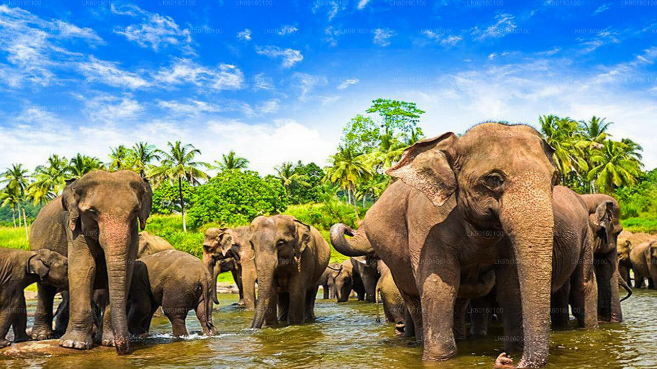 Pinnawala och Kandy Tour från Colombo