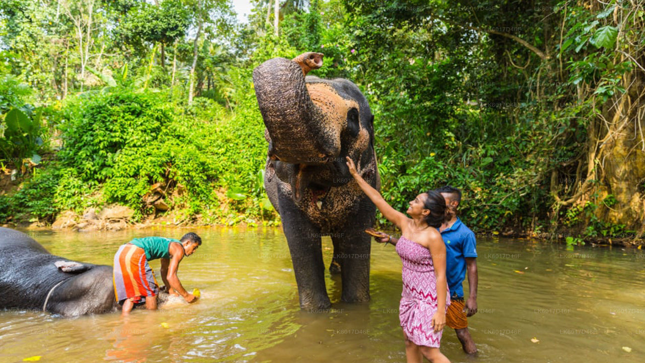 Millennium Elephant Foundation från Colombo