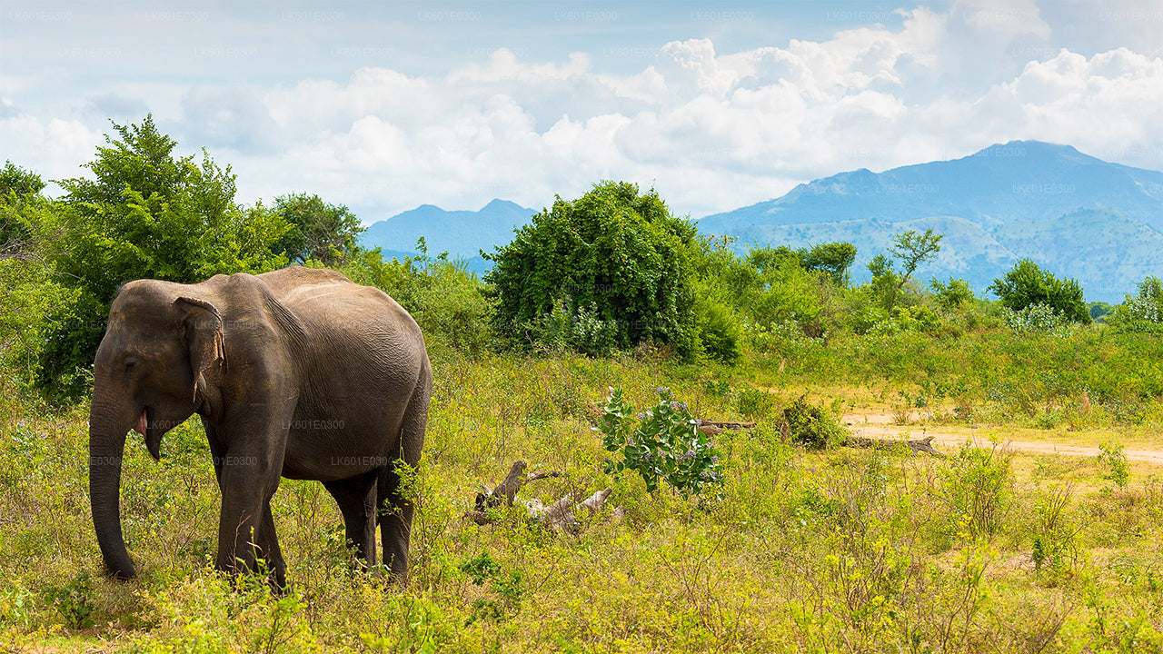 Bundala National Park Safari från Koggala