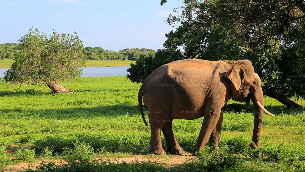 Bundala National Park Safari från Koggala