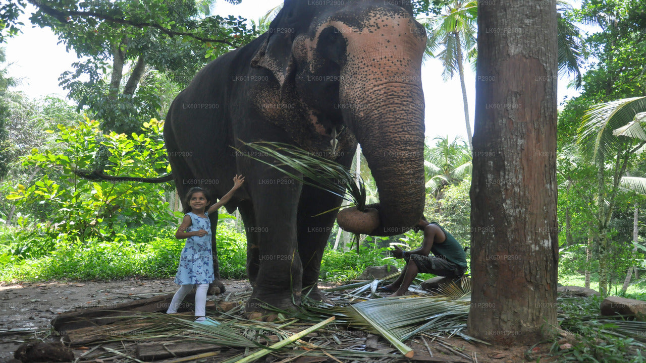 Millennium Elephant Foundation från Negombo