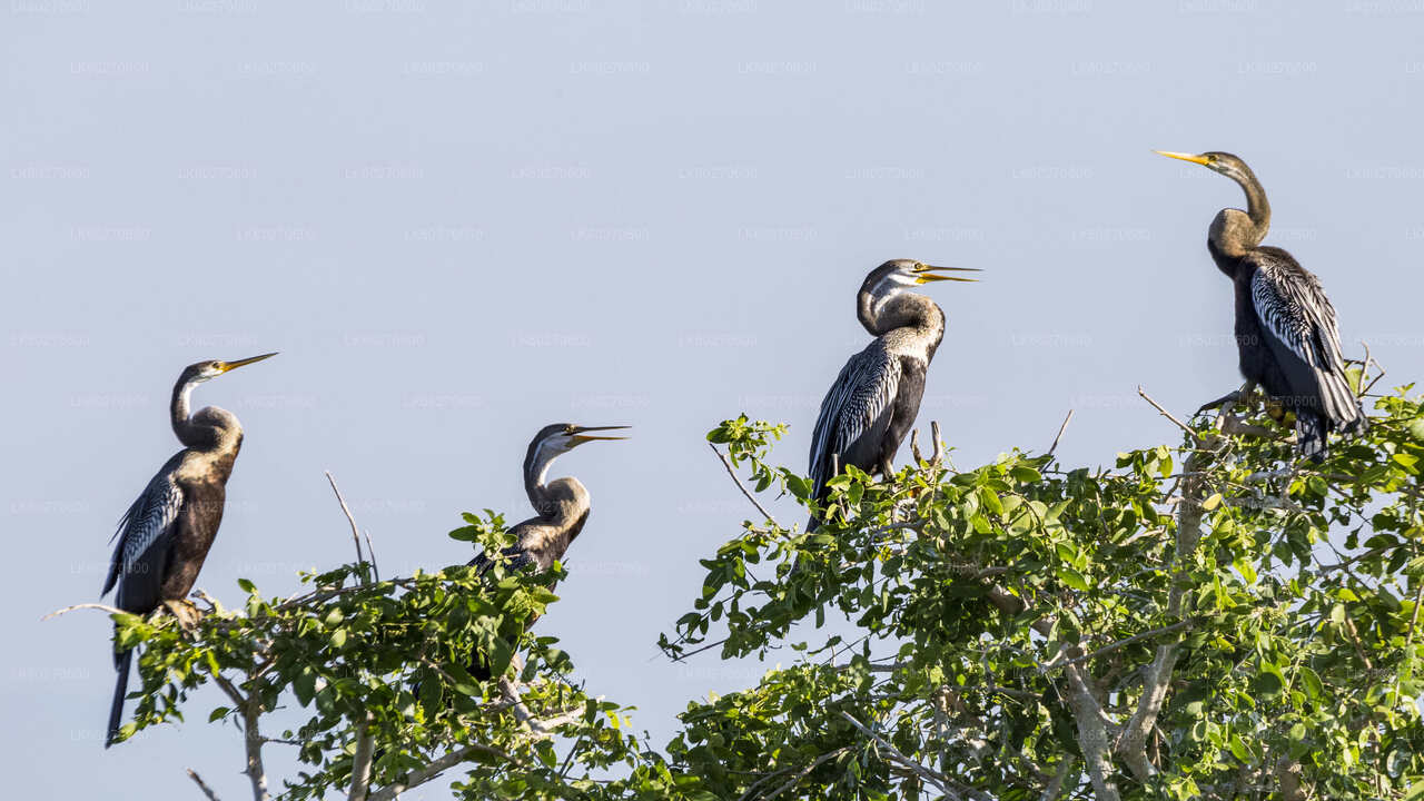 Bundala National Park Safari from Dikwella