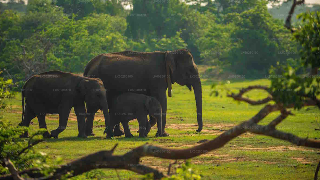 Yala National Park Safari from Hambantota