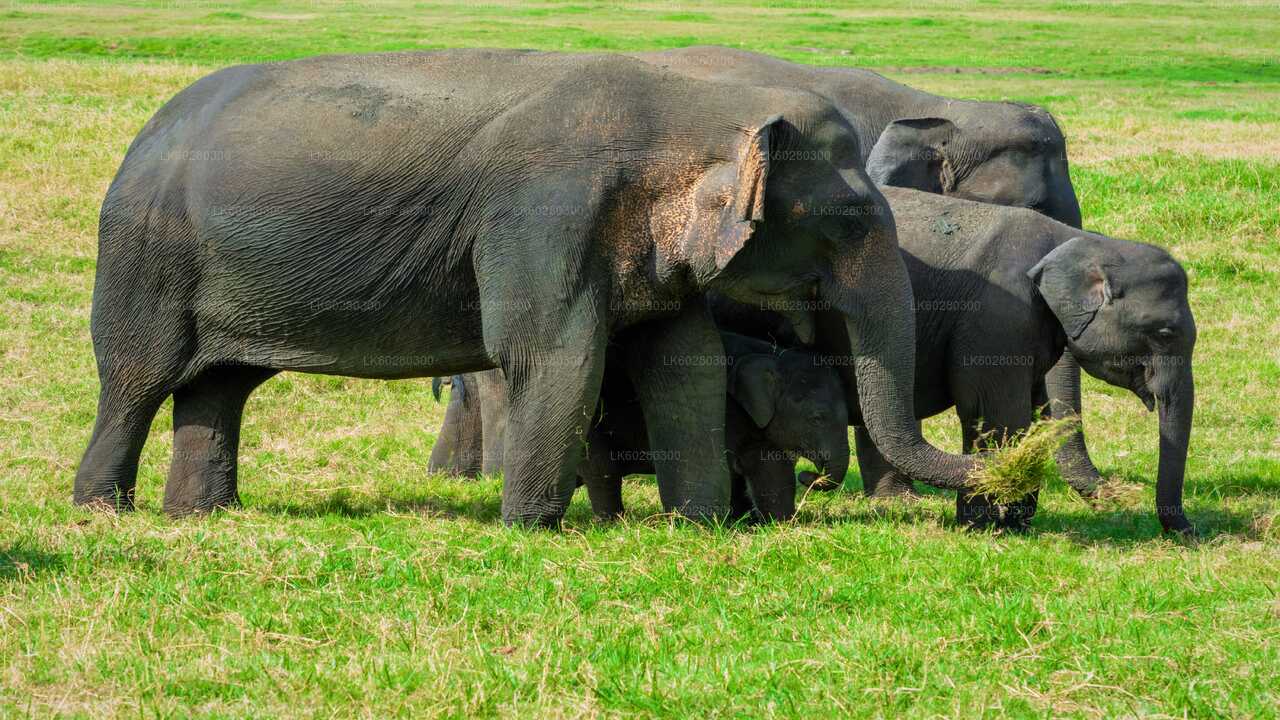 Udawalawe nationalpark Safari från Hambantota