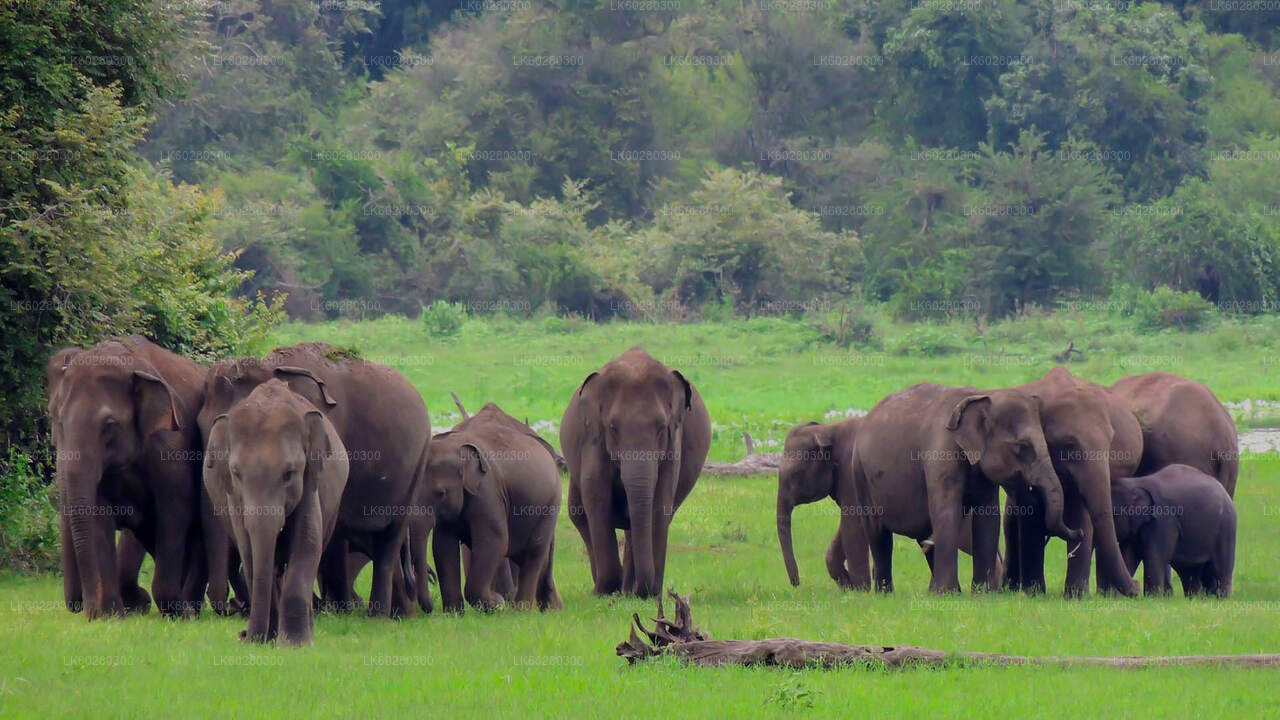 Udawalawe nationalpark Safari från Hambantota