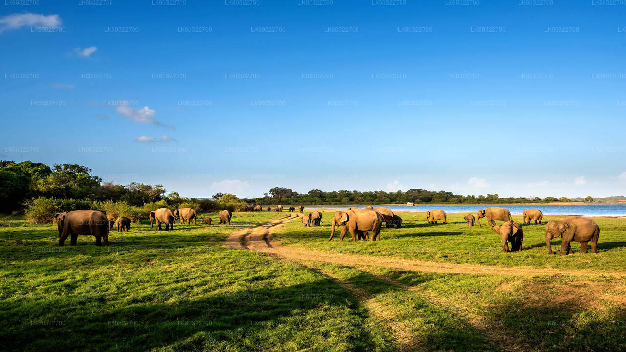 Minneriya National Park Privat Safari från Habarana