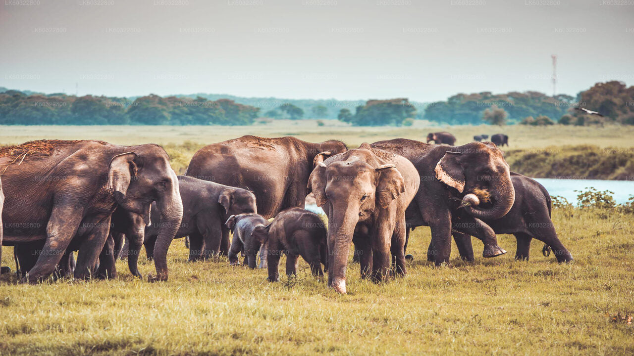 Kaudulla nationalpark Safari från Habarana