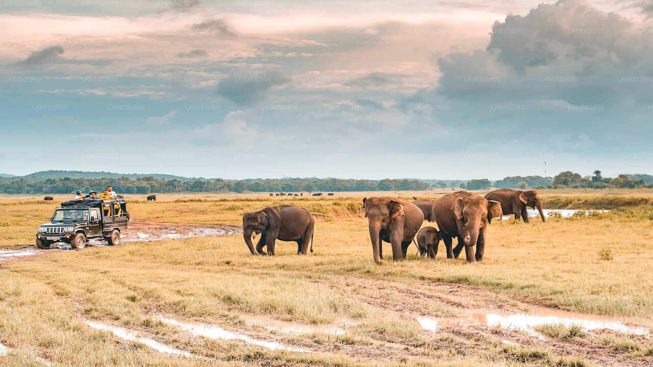 Kaudulla nationalpark Safari från Habarana