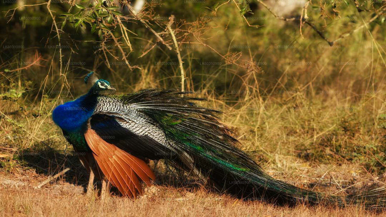 Bundala National Park Safari from Balapitiya