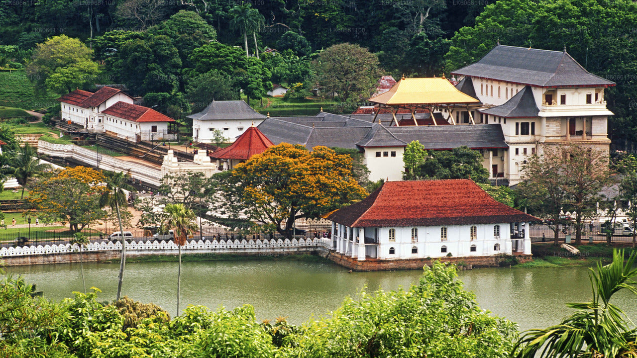 Kandy City Tour and Millennium Elephant Foundation Visit from Mount Lavinia