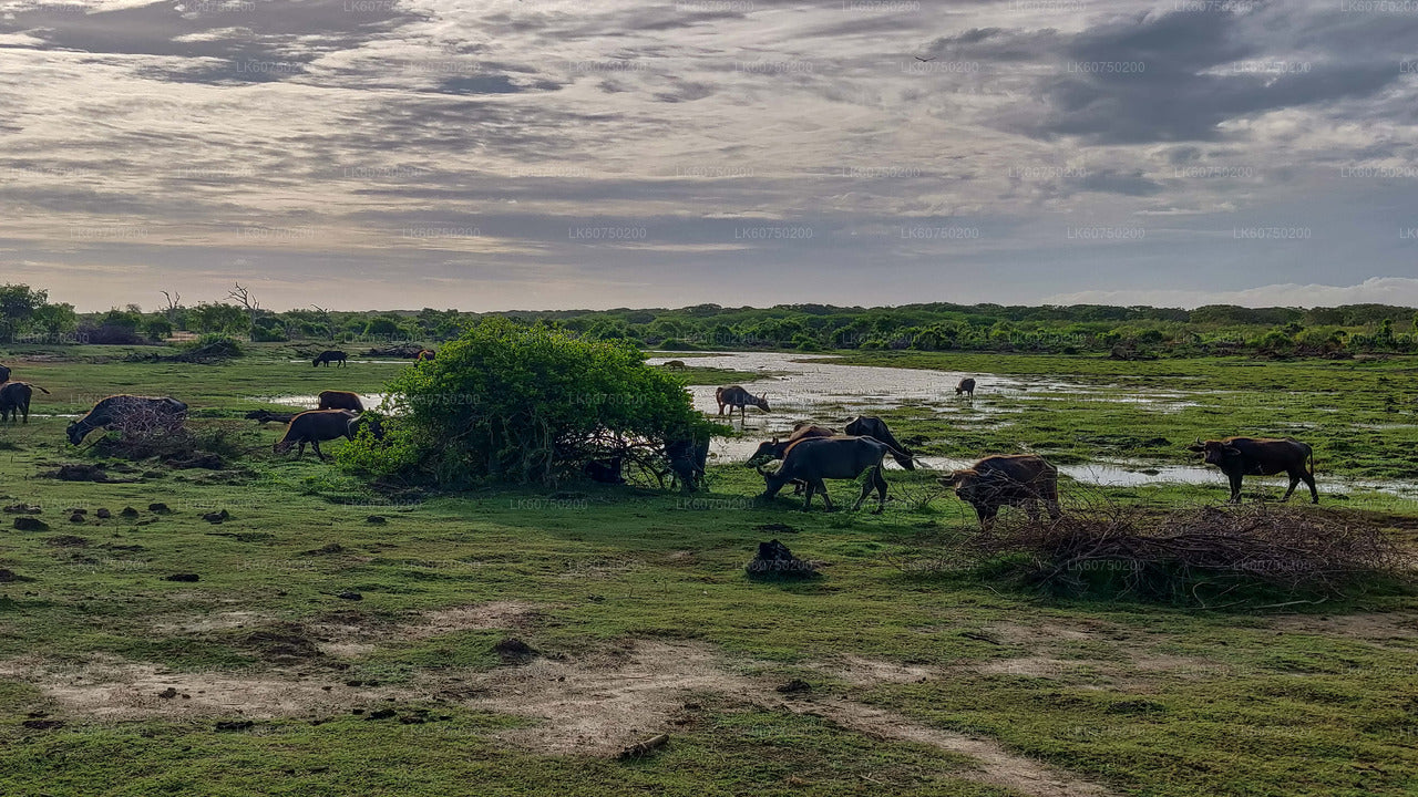 Bundala National Park Safari from Mattala