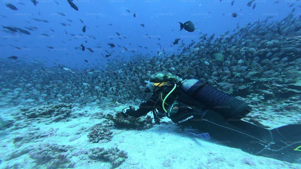 Scuba Diving from Unawatuna