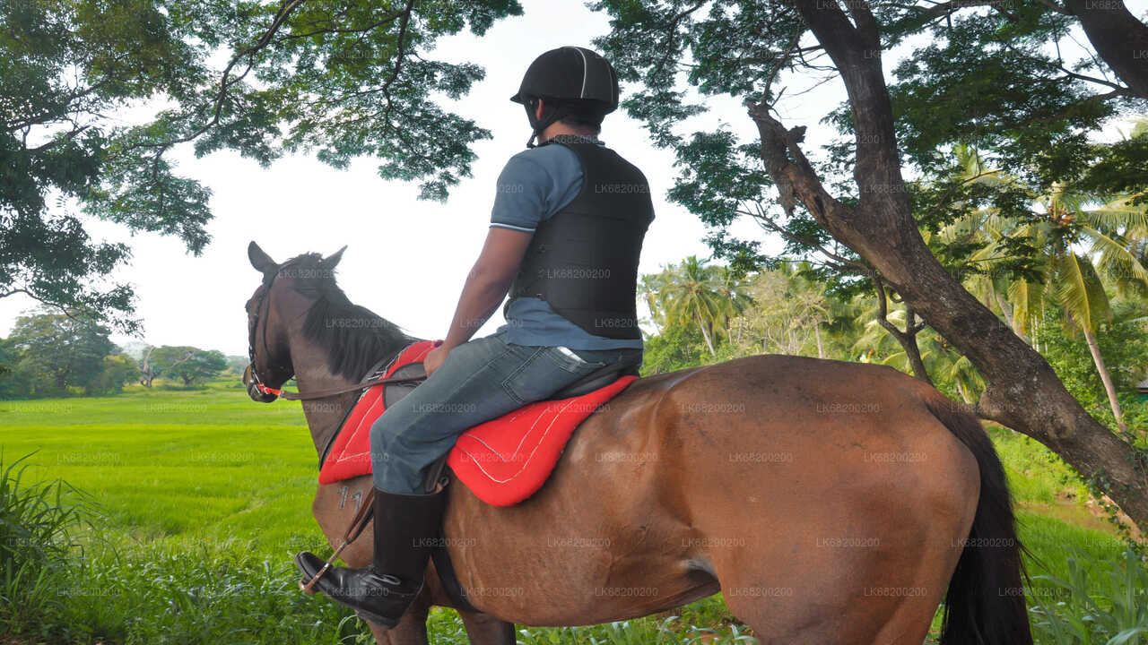 Horse Riding for Professionals from Sigiriya