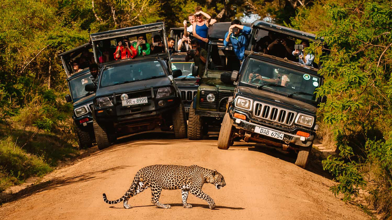 Inträdesbiljett till Yala National Park