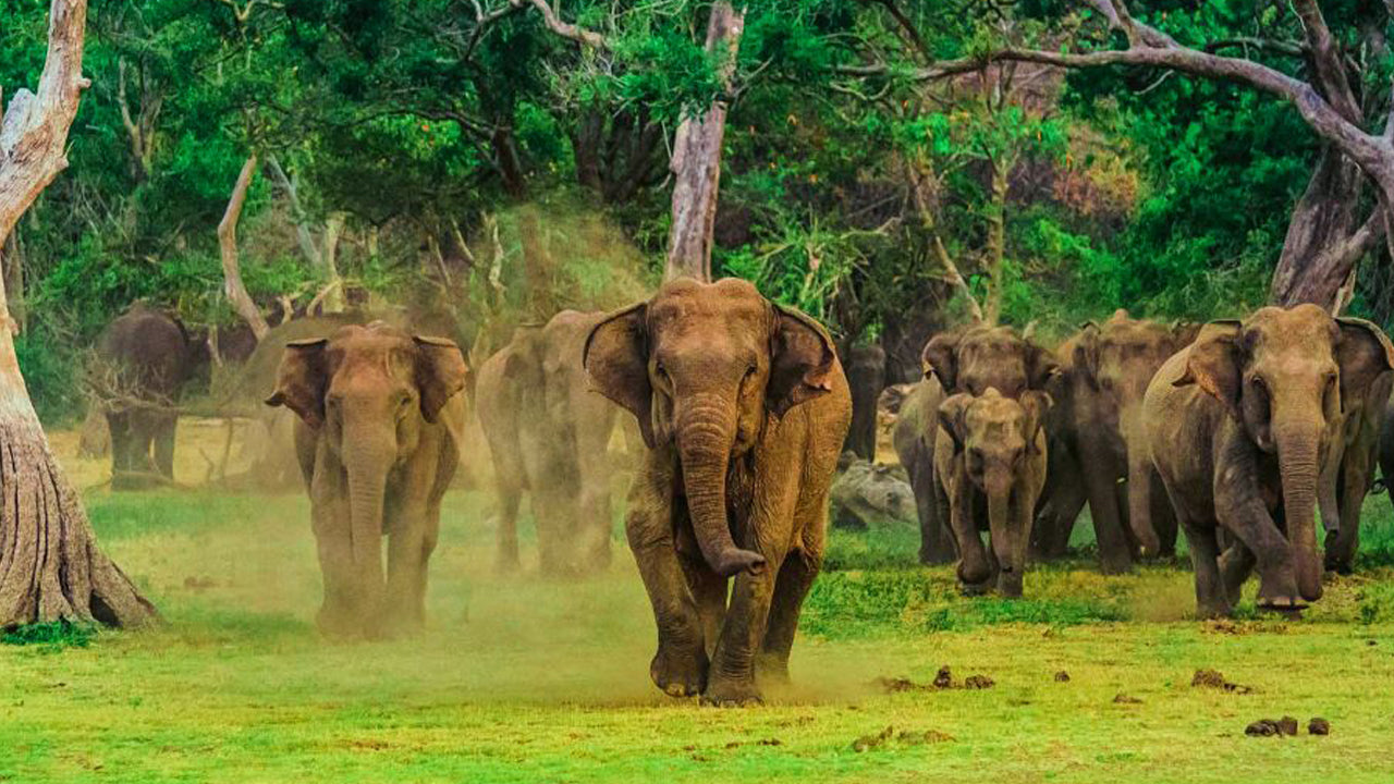 Inträdesbiljett till Yala National Park