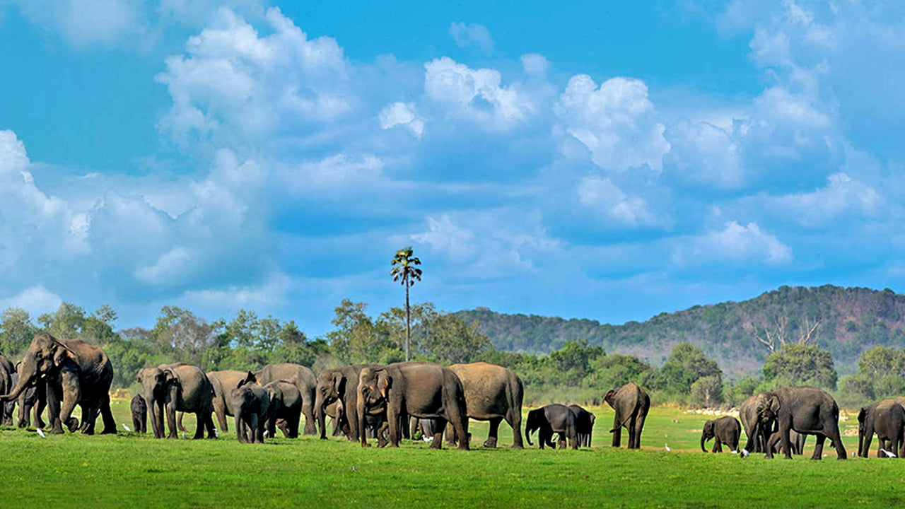 Inträdesbiljetter till Kala Wawe National Park