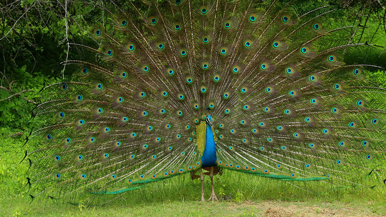 Inträdesbiljetter till Kumana nationalpark