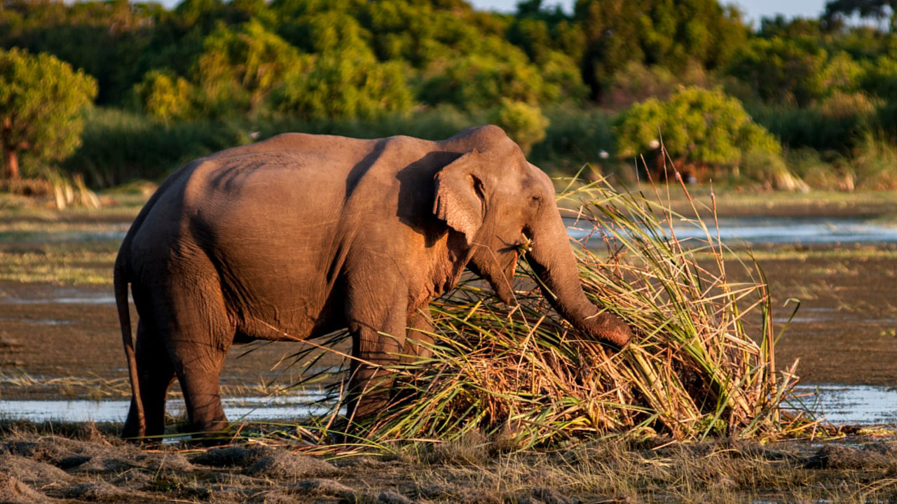 Inträdesbiljetter till Kumana nationalpark