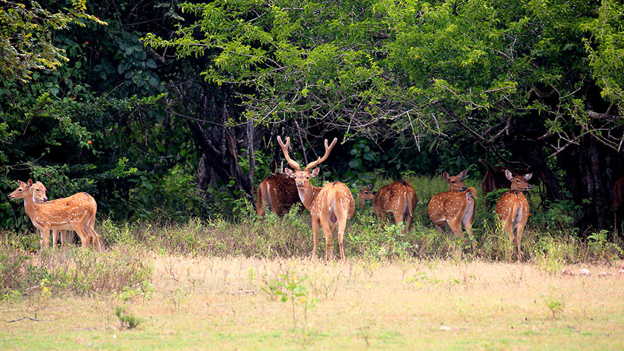 Inträdesbiljetter till Kumana nationalpark