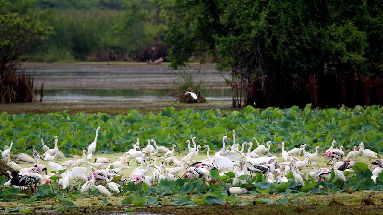 Inträdesbiljetter till Kumana nationalpark