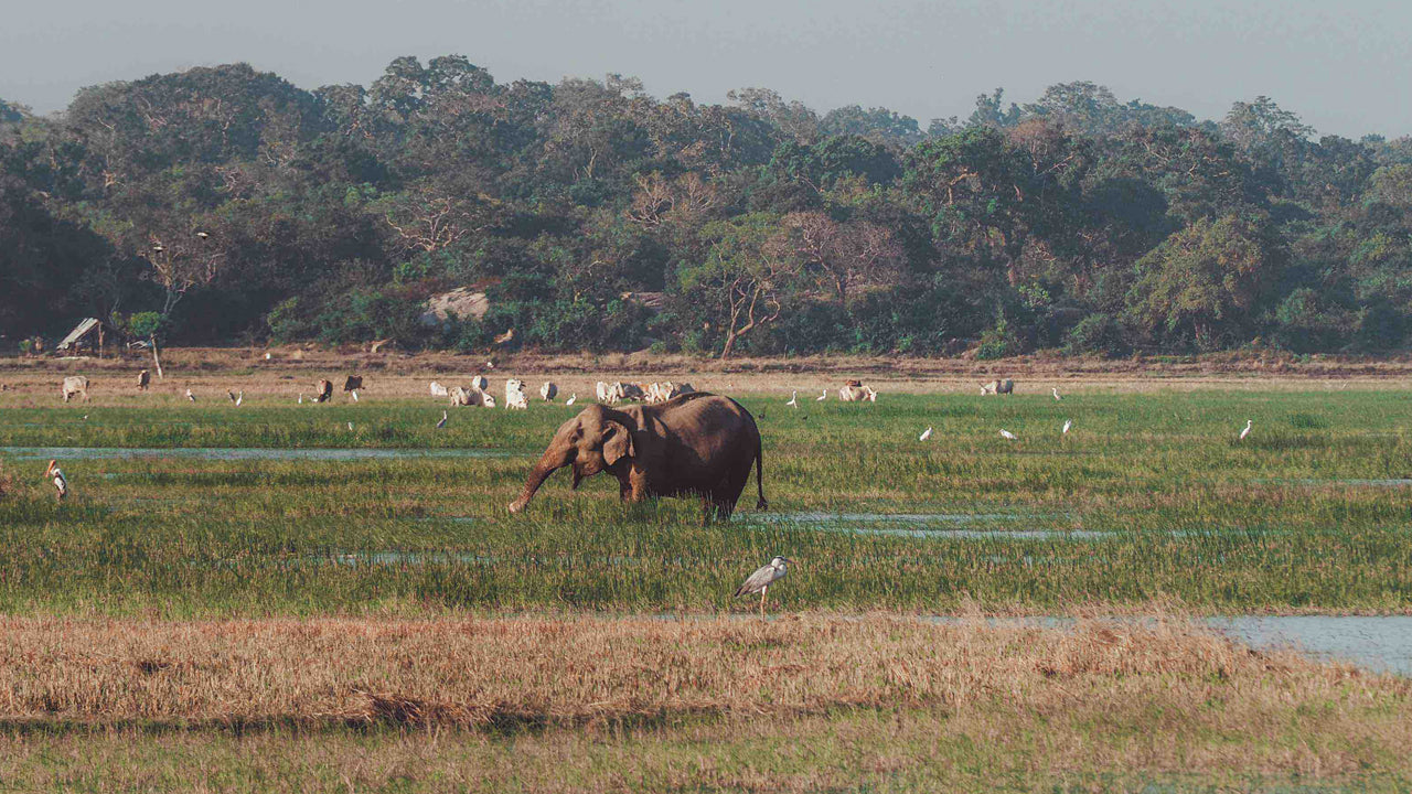 Inträdesbiljetter till Kumana nationalpark