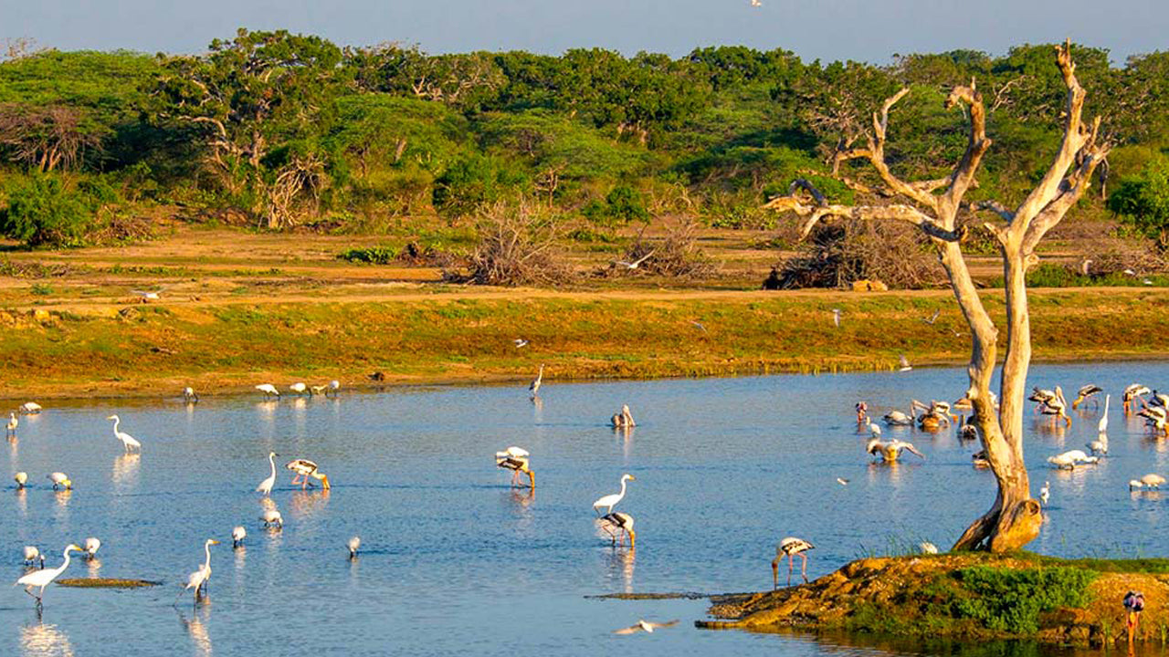 Inträdesbiljetter till Bundala National Park