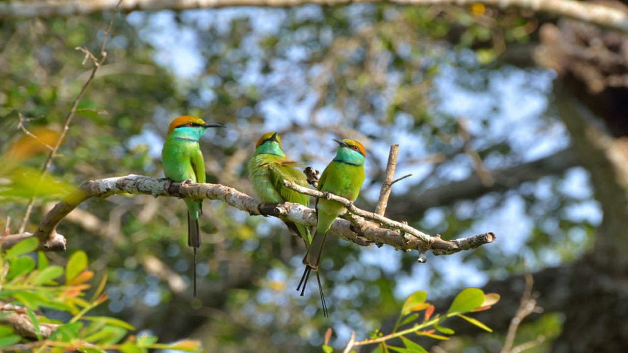 Inträdesbiljetter till Bundala National Park