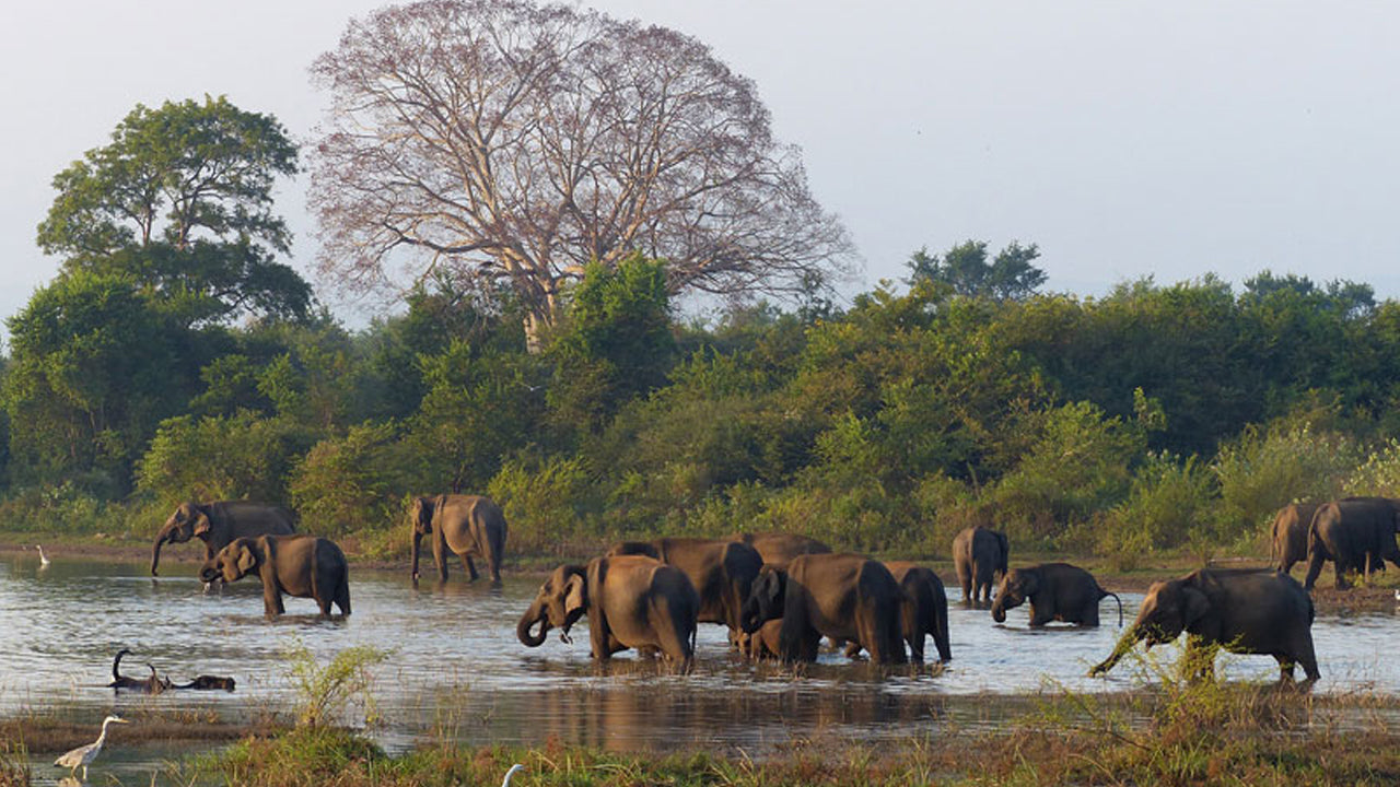 Inträdesbiljetter till Wasgamuwa National Park