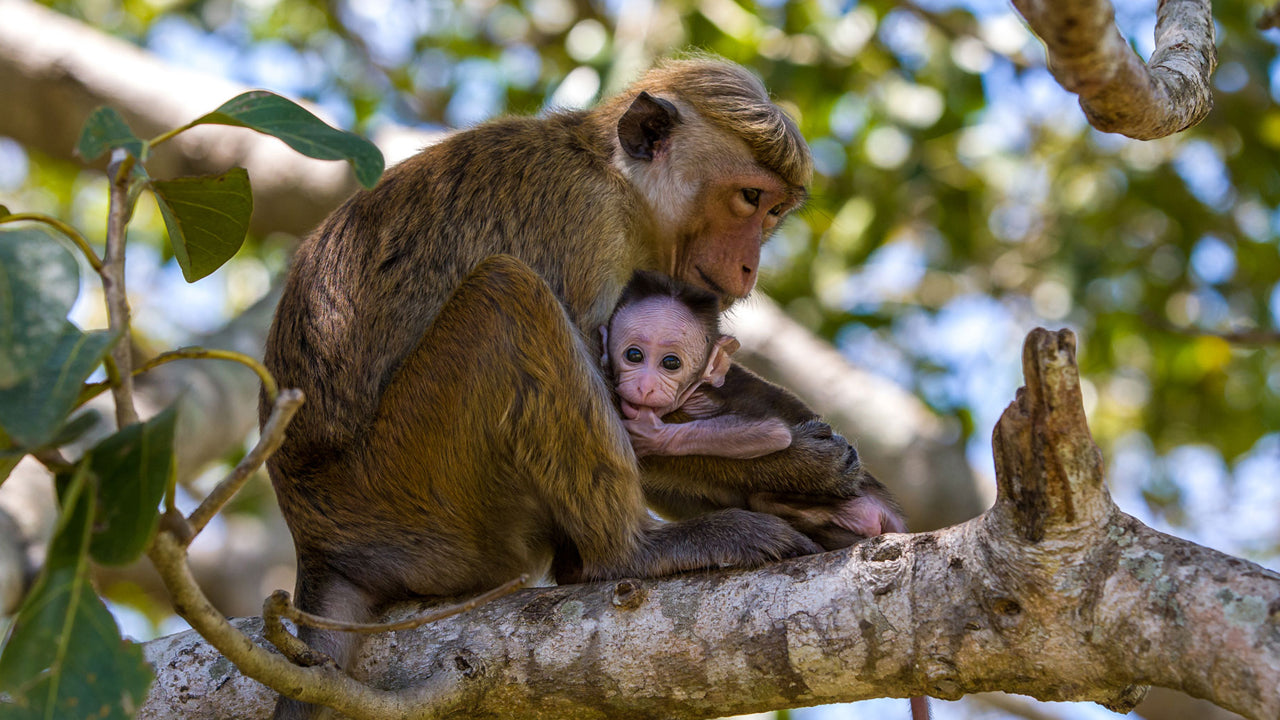 Inträdesbiljetter till Wilpattu National Park