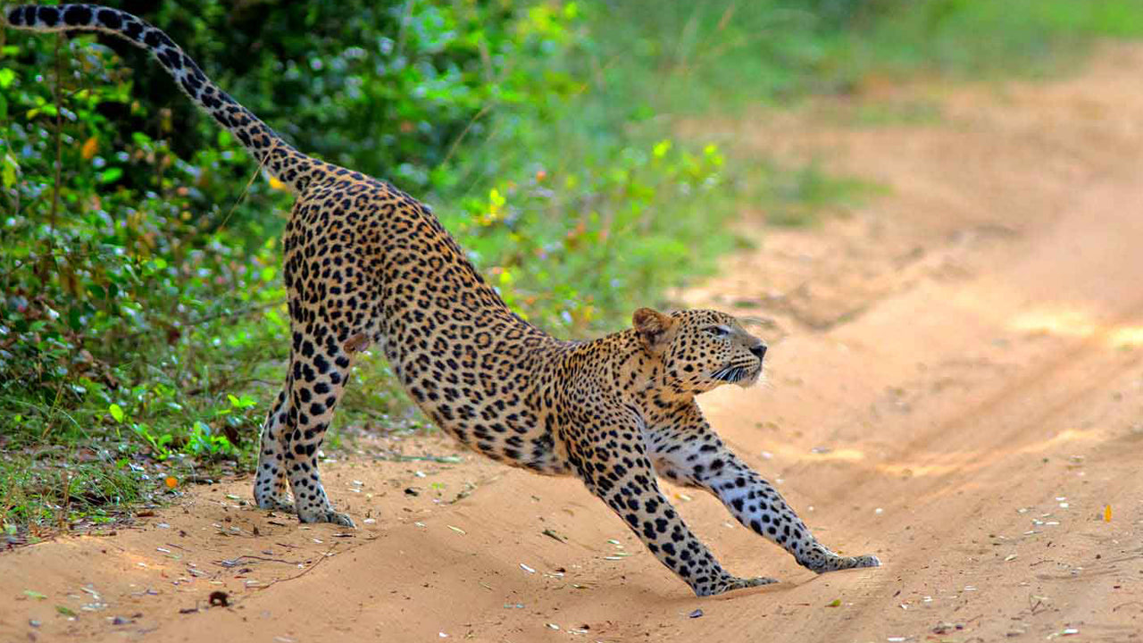 Inträdesbiljetter till Wilpattu National Park