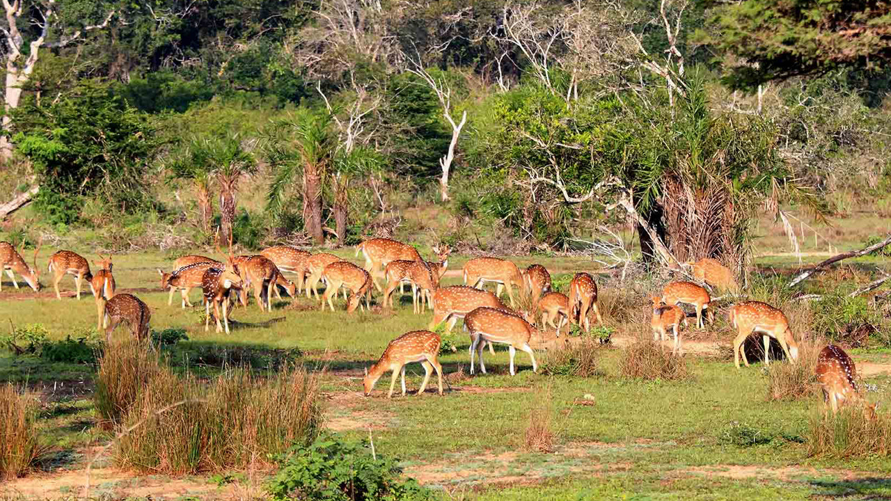 Inträdesbiljetter till Wilpattu National Park