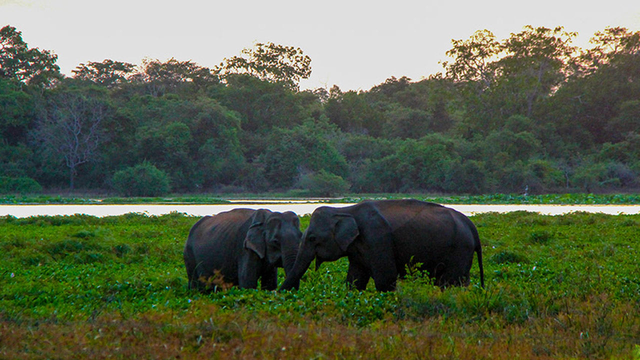 Inträdesbiljetter till Wilpattu National Park