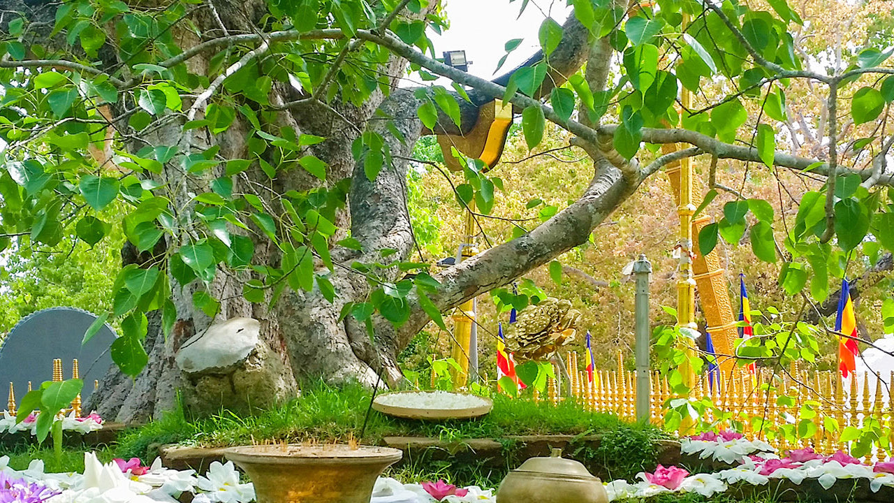 Anuradhapura Sacred Area Entrébiljett